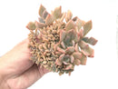 Graptoveria 'Debbie' Crested Cluster 5" Rare Succulent Plant