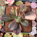 Echeveria 'Primadonna' Variegated 2"-3" Succulent Plant