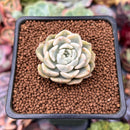 Echeveria 'Tinkerbell' Variegated 1" Succulent Plant