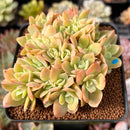 Echeveria 'Pastel' Crested 3" Succulent Plant