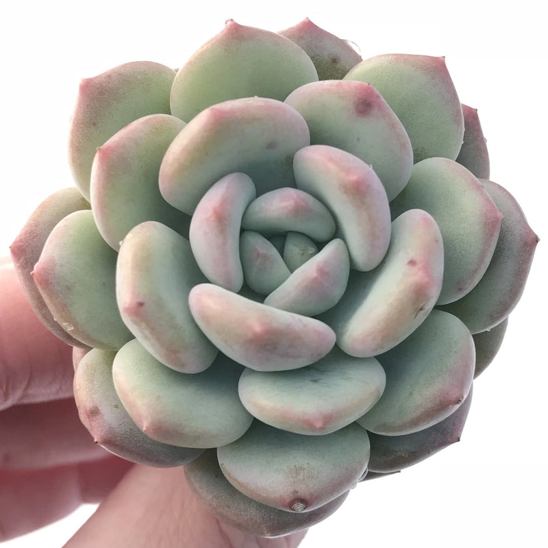 ice cream succulent Echeveria Ice Cream 3” Rare Succulent Plant – True Succulents Plant Co