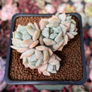 Echeveria 'Cream Puff' 2" Cluster Succulent Plant