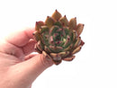 Echeveria Agavoides Sarabony 2”-3” Rare Succulent Plant