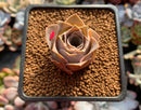 Greenovia 'El Hiero' 1" Succulent Plant