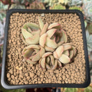 Echeveria 'Dalpina' 2" Cluster Succulent Plant