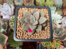 Echeveria 'Summer' 1" New Hybrid Succulent Plant