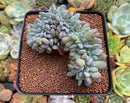 Echeveria 'Elegans Potosina' Crested 3" Succulent Plant