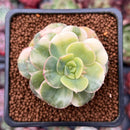Echeveria 'Nicksana' Variegated 2" Succulent Plant