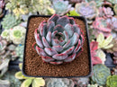 Echeveria 'Starmark' 2"-3" Succulent Plant