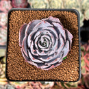 Echeveria 'Pinky' 2" Succulent Plant