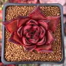 Echeveria Agavoides 'Red Ebony' 2" Succulent Plant