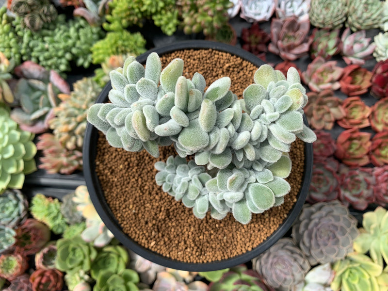 crested frosty succulent Echeveria 'Pulvinata 'Frosty' Crested 4" Succulent Plant – True Succulents  Plant Co