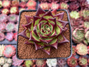 Echeveria Agavoides 'Lipstick' 3" Succulent Plant