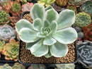 Echeveria 'Lemon Lime' Variegated 3" Succulent Plant