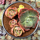 Echeveria 'Enfant' Variegated 4" Cluster Succulent Plant