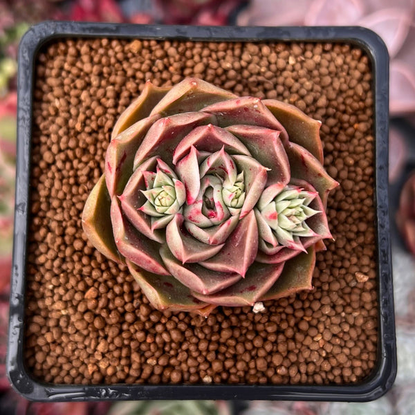 red rose succulent Echeveria 'Red Rose' 2" Succulent Plant – True Succulents Plant Co
