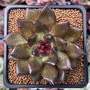 Echeveria Agavoides 'Black Queen' 2" Selected Clone Succulent Plant