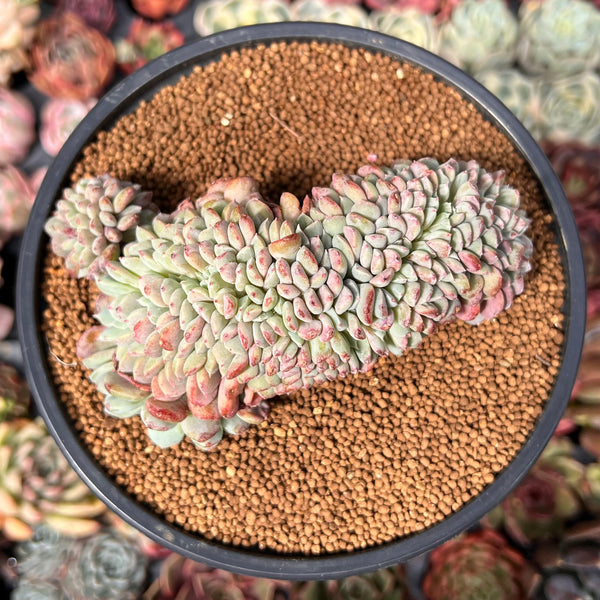 Echeveria 'Juliana Pink' Crested 4" Succulent Plant