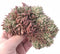 Echeveria Agavoides Rajoya 6” Large Specimen Rare Succulent Plant