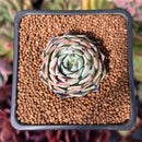 Echeveria 'Black Ball' 1" Succulent Plant