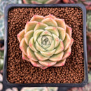 Echeveria 'Mario' Malgan Hybrid 1" Succulent Plant