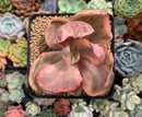 Echeveria 'Golden State' Variegated 3" Succulent Plant