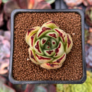 Echeveria Agavoides 'Castro' 2" Succulent Plant