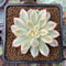 Echeveria 'Mebina' Variegated 2" Succulent Plant