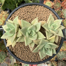Echeveria Agavoides 'Citrina' 4" Cluster Succulent Plant