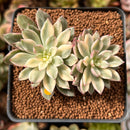 Echeveria 'Green Emerald' Variegated 2"-3” Cluster Succulent Plant