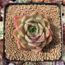 Echeveria Agavoides 'Hongja' 2" Succulent Plant