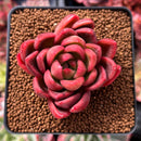 Echeveria Agavoides 'Abaresque' 2" Succulent Plant