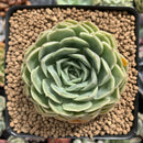 Echeveria 'Onslow' 3" Succulent Plant