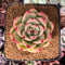 Echeveria Agavoides 'Honey Pink' 2"-3" Succulent Plant