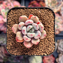 Echeveria sp. 1" Succulent Plant