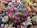 Echeveria 'Hearts Delight' 5" Large Succulent Plant