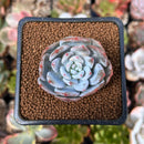 Echeveria 'Trumso' 1"-2" Powdery Succulent Plant