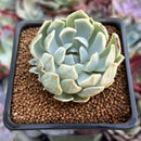 Echeveria 'Angel-In-Us' Variegated 2" Succulent Plant