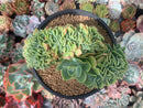 Echeveria 'Pastel' Crested 5" Succulent Plant