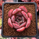 Echeveria 'Symphony' 1" Succulent Plant