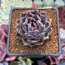 Echeveria 'Black Cave' 2" New Air Magic Hybrid Succulent Plant