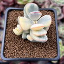 Cotyledon Orbiculata cv. 'Fuku Musume' Variegated 2" Succulent Plant