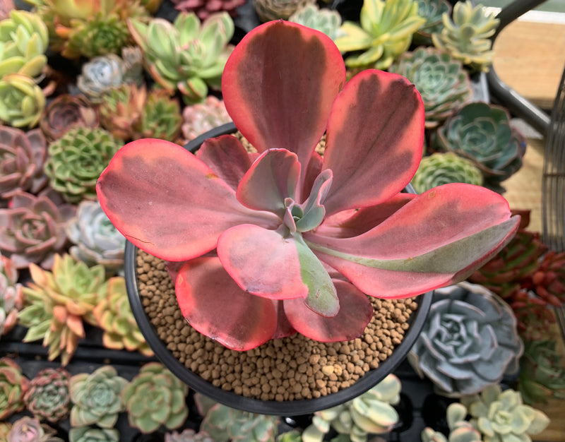 Echeveria 'Angel Wings' Variegated 4"-5" Succulent Plant  True Succulents  Plant Co.