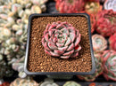 Echeveria 'Blood Spirit' 1" Succulent Plant