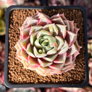 Echeveria 'Cream Grape' 2" Seed-Grown Succulent Plant