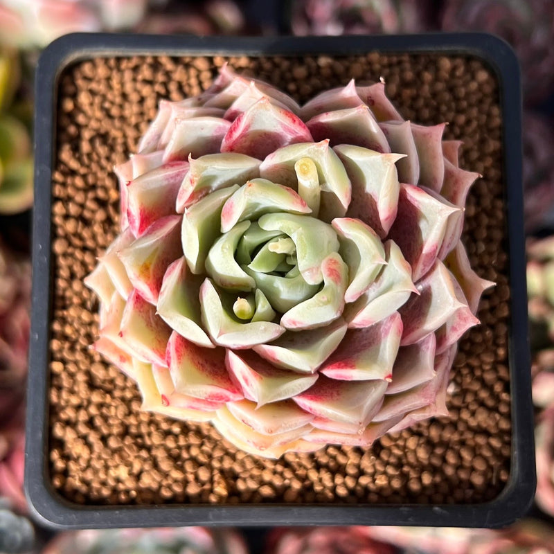 succulent grape plant Echeveria 'Cream Grape' 2" Seed-Grown Succulent Plant – True Succulents Plant Co