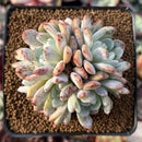 Echeveria 'Viyant' 3" Cluster Succulent Plant