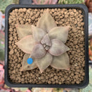 Echeveria 'Xichuensis' 2" Succulent Plant