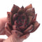 Echeveria Agavoides Mundy 2” Rare Succulent Plant