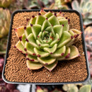 Echeveria Agavoides 'Sarabony' 2"-3" Succulent Plant